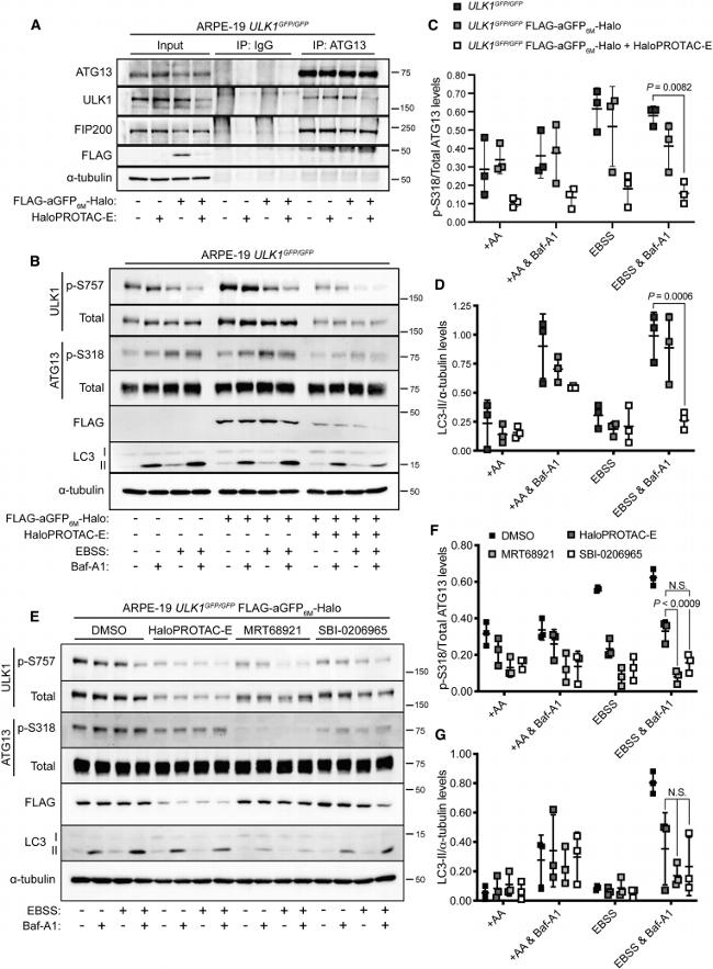 alpha Tubulin Antibody in Western Blot (WB)