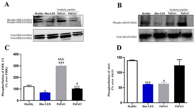 Phospho-ERK1/ERK2 (Thr202, Tyr204) Antibody in Western Blot (WB)