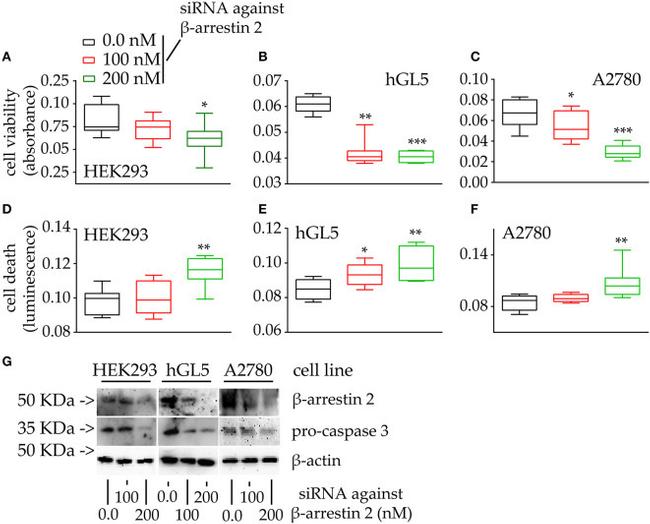 Active/Pro-Caspase 3 Antibody in Western Blot (WB)