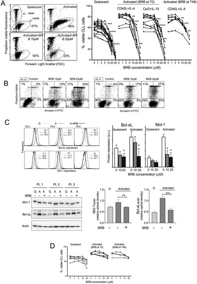 Actin Antibody in Western Blot (WB)