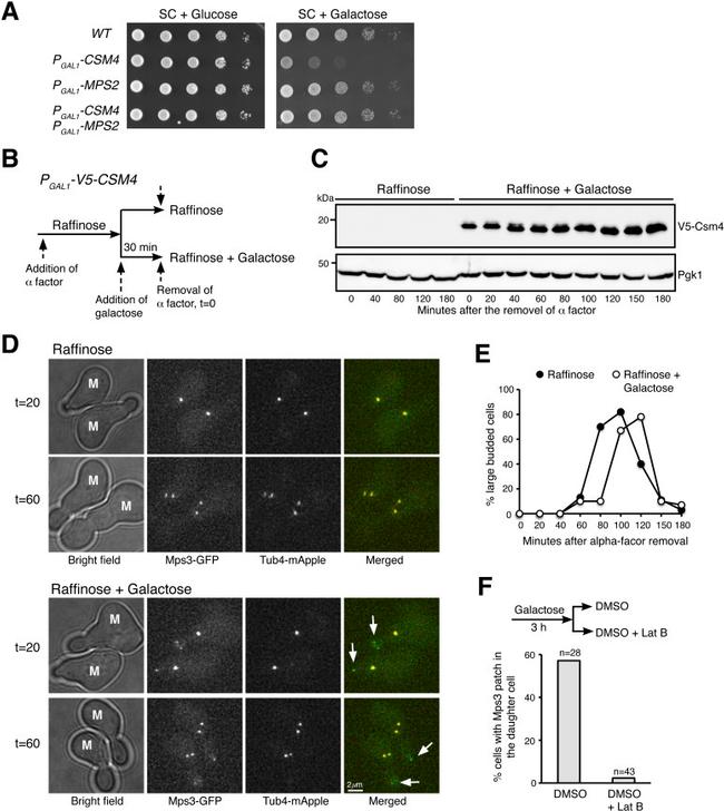 PGK1 Antibody in Western Blot (WB)