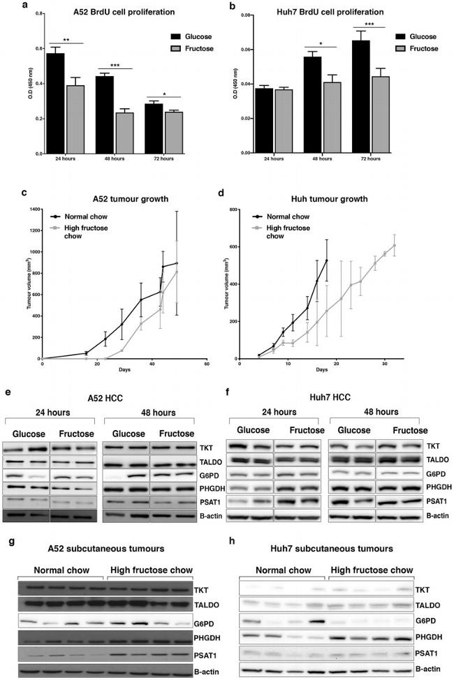 TALDO1 Antibody in Western Blot (WB)