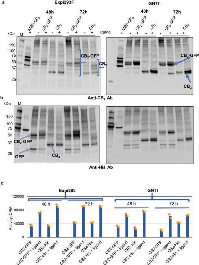 6x-His Tag Antibody in Western Blot (WB)