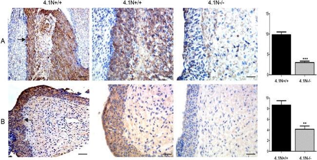 GnRH1 Antibody in Immunohistochemistry (IHC)