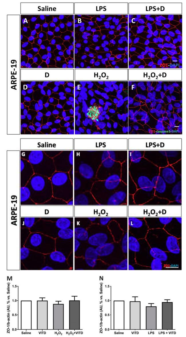 ZO-1 Antibody in Immunocytochemistry (ICC/IF)