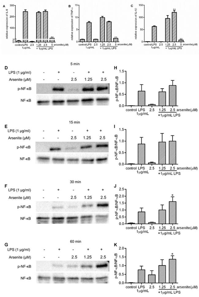 Phospho-NFkB p65 (Ser536) Antibody in Western Blot (WB)