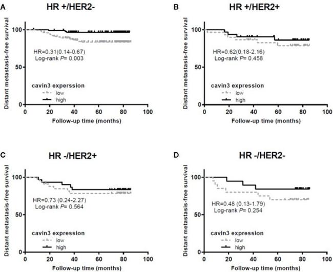 PRKCDBP Antibody in Immunohistochemistry (IHC)