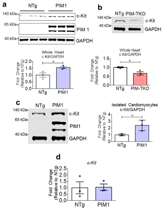 PIM1 Antibody in Western Blot (WB)