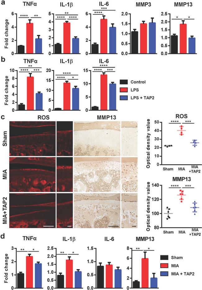 MMP13 Antibody in Immunohistochemistry (IHC)