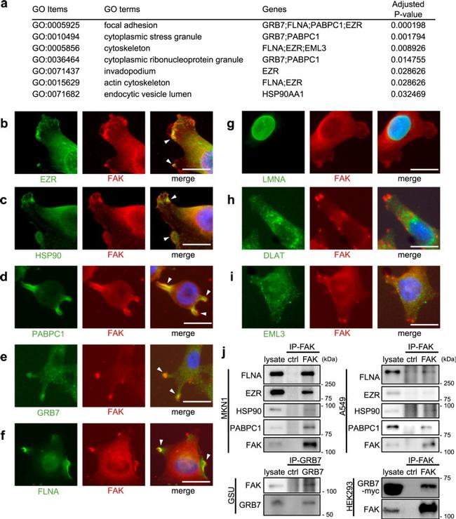 FAK Antibody in Western Blot, Immunoprecipitation (WB, IP)