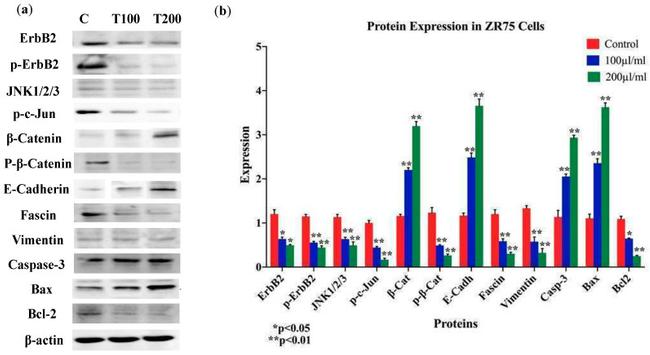 Bax Antibody in Western Blot (WB)