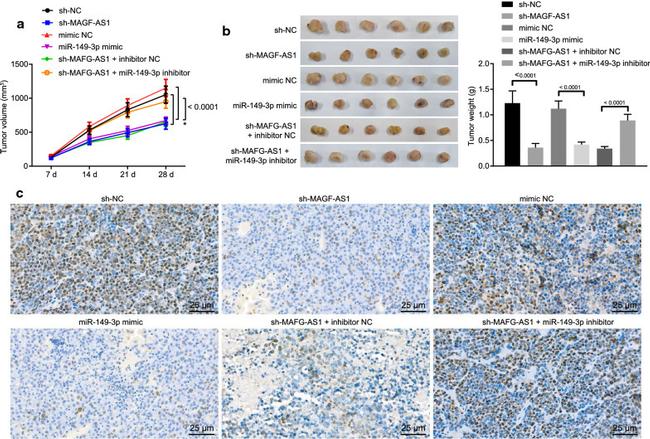 HOXB8 Antibody in Immunohistochemistry (IHC)