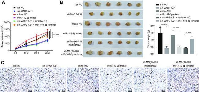 HOXB8 Antibody in Immunohistochemistry (IHC)