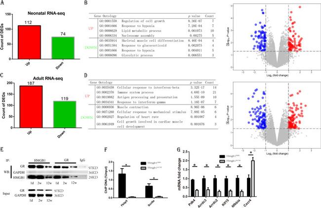 Glucocorticoid Receptor Antibody in Western Blot, Immunoprecipitation, ChIP Assay (WB, IP, ChIP)