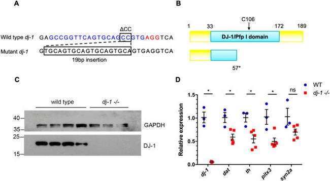 DJ-1 Antibody in Western Blot (WB)