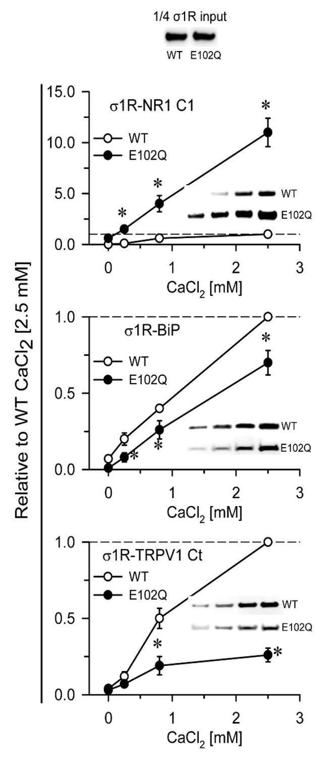 Sigma-1 Receptor Antibody in Western Blot (WB)