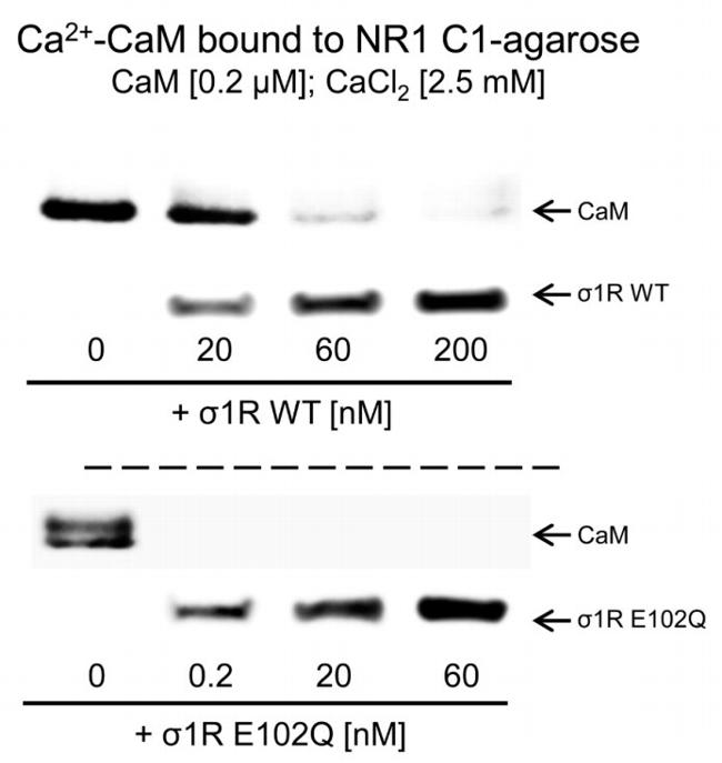 Sigma-1 Receptor Antibody in Western Blot (WB)