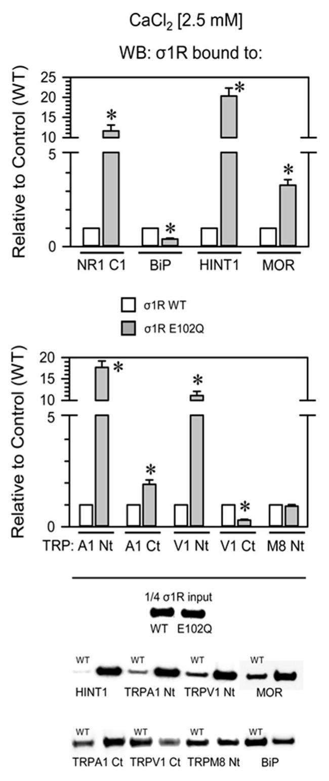 Sigma-1 Receptor Antibody in Western Blot (WB)