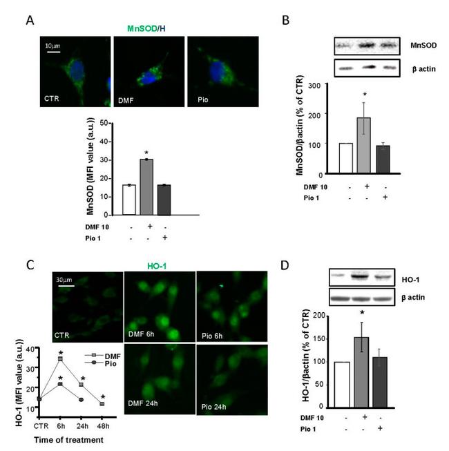 HMOX1 Antibody in Western Blot, Immunocytochemistry (WB, ICC/IF)