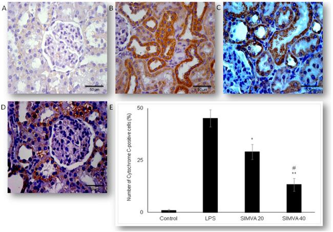 Cytochrome C Antibody in Immunohistochemistry (IHC)