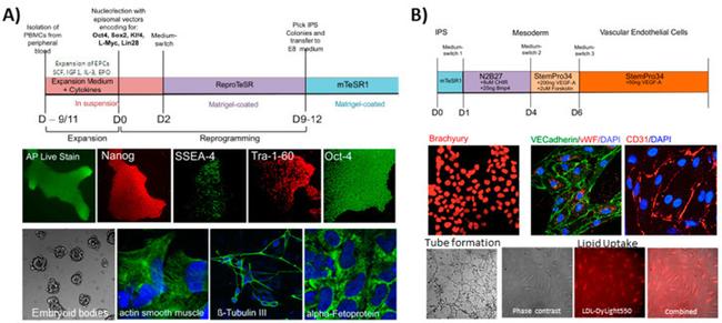 Alpha-Smooth Muscle Actin Antibody in Immunocytochemistry (ICC/IF)