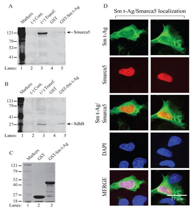 DYKDDDDK Tag Antibody in Western Blot, Immunocytochemistry (WB, ICC/IF)