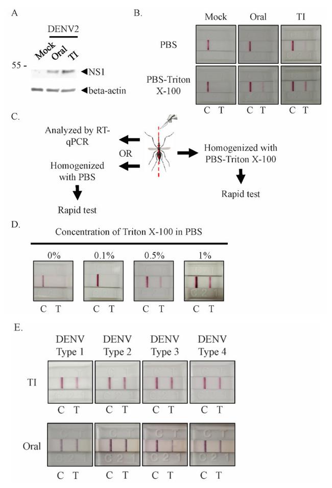 Dengue Virus Type 2 NS1 Antibody in Western Blot (WB)