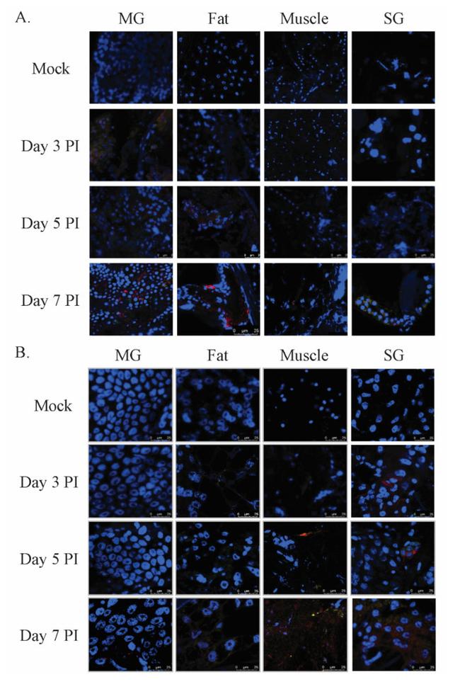 Dengue Virus Type 2 NS1 Antibody in Immunohistochemistry (IHC)