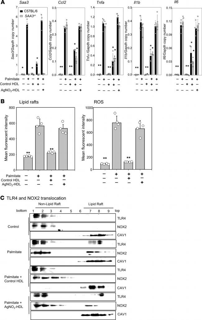 NOX2 Antibody in Western Blot (WB)