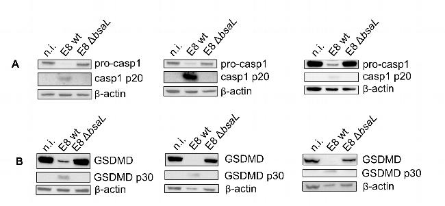 Caspase 1 Antibody in Western Blot (WB)