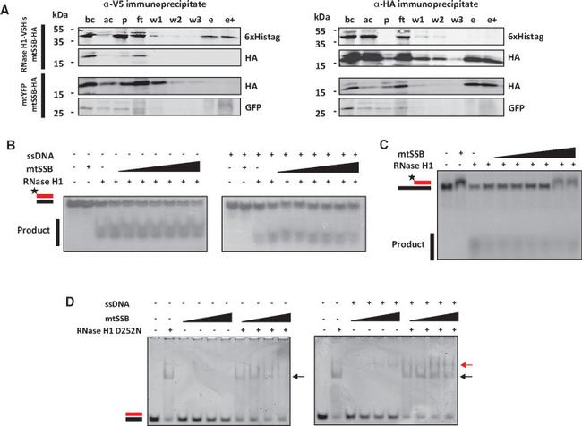 6x-His Tag Antibody in Western Blot (WB)