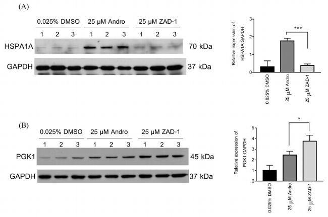 PGK1 Antibody in Western Blot (WB)