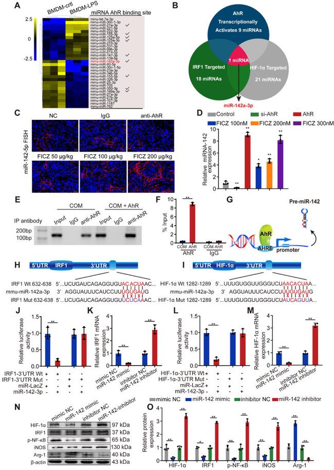 AHR Antibody in ChIP Assay (ChIP)