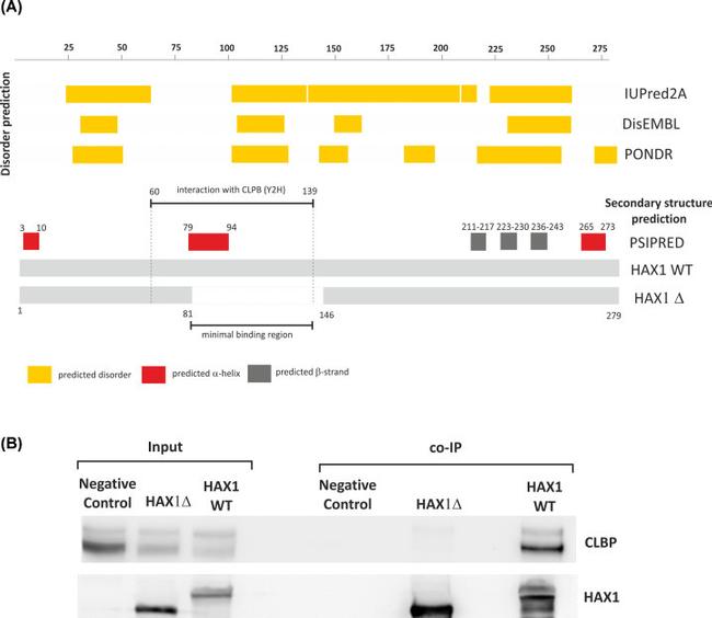 HAX1 Antibody in Western Blot (WB)