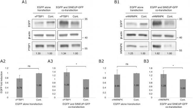 PTBP1 Antibody in Western Blot (WB)