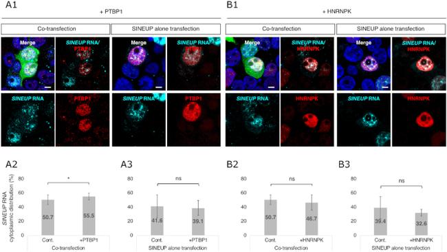 PTBP1 Antibody in Immunocytochemistry (ICC/IF)