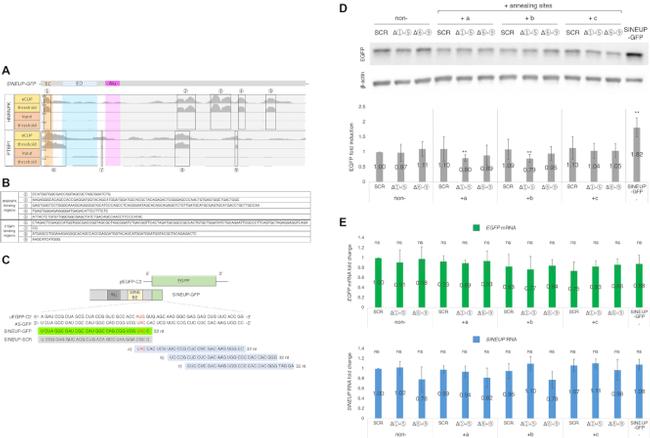 PTBP1 Antibody in Immunoprecipitation (IP)