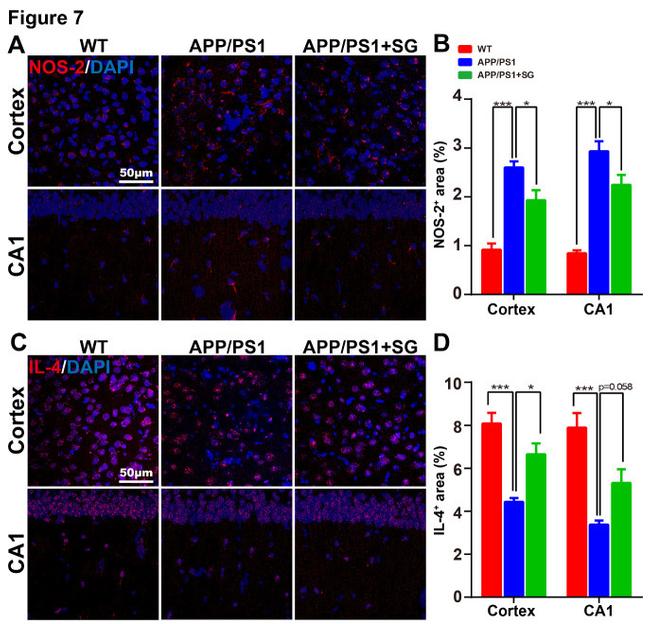 IL-4 Antibody in Immunohistochemistry (IHC)