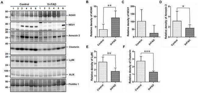 NEU1 Antibody in Western Blot (WB)