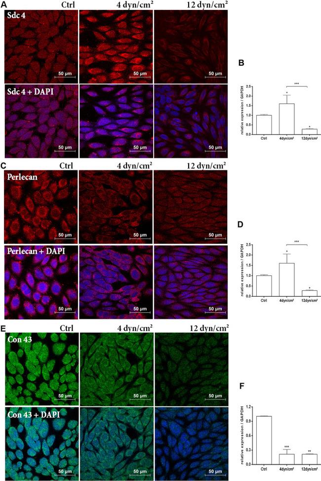 Syndecan 4 Antibody in Immunocytochemistry (ICC/IF)