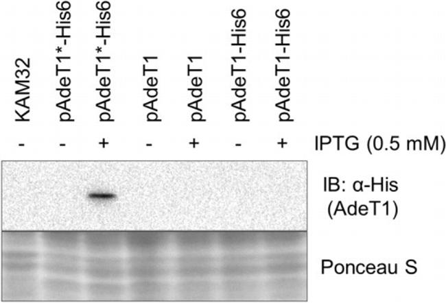 6x-His Tag Antibody in Western Blot (WB)