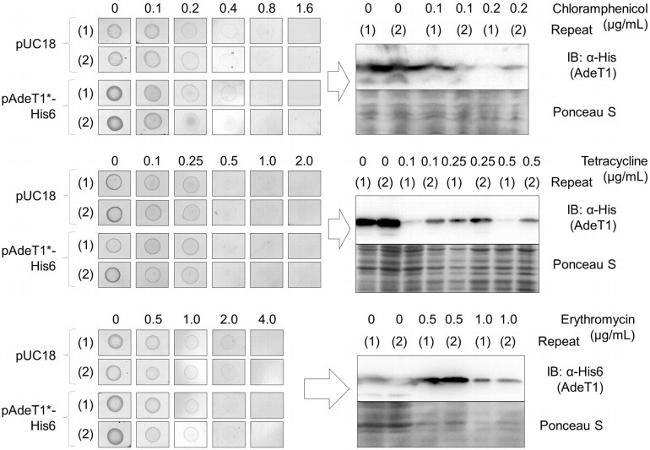 6x-His Tag Antibody in Western Blot (WB)