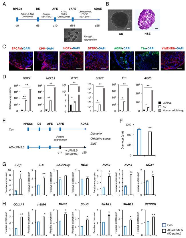 Podoplanin Antibody in Immunohistochemistry (IHC)