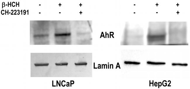 AHR Antibody in Western Blot (WB)