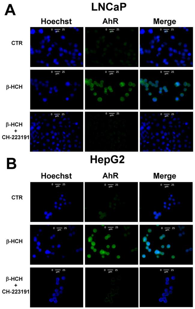 AHR Antibody in Immunocytochemistry (ICC/IF)