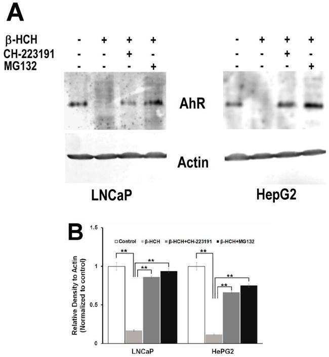 AHR Antibody in Western Blot (WB)