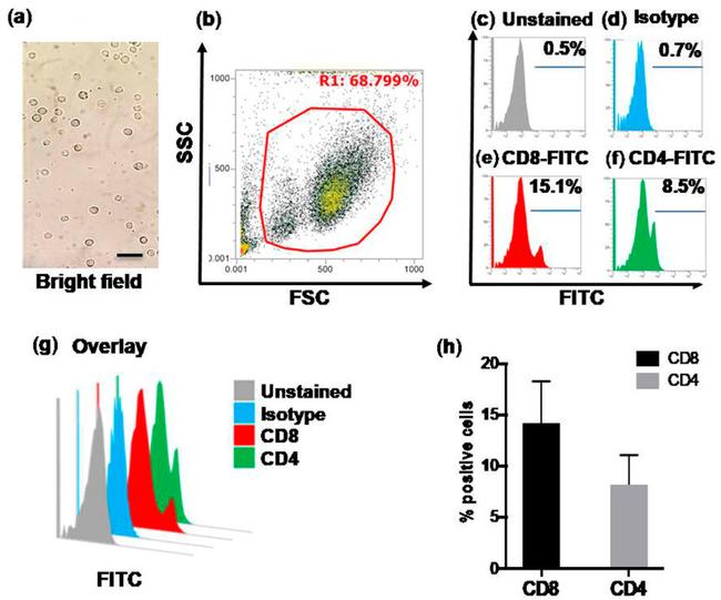 CD8 Antibody in Flow Cytometry (Flow)