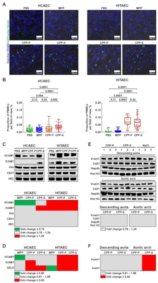 VE-cadherin Antibody in Western Blot (WB)