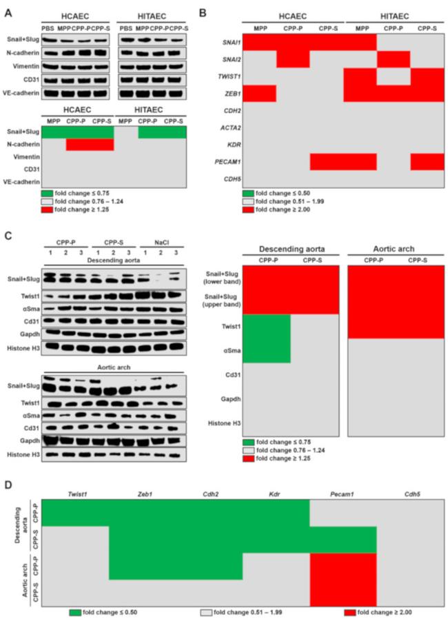 VE-cadherin Antibody in Western Blot (WB)