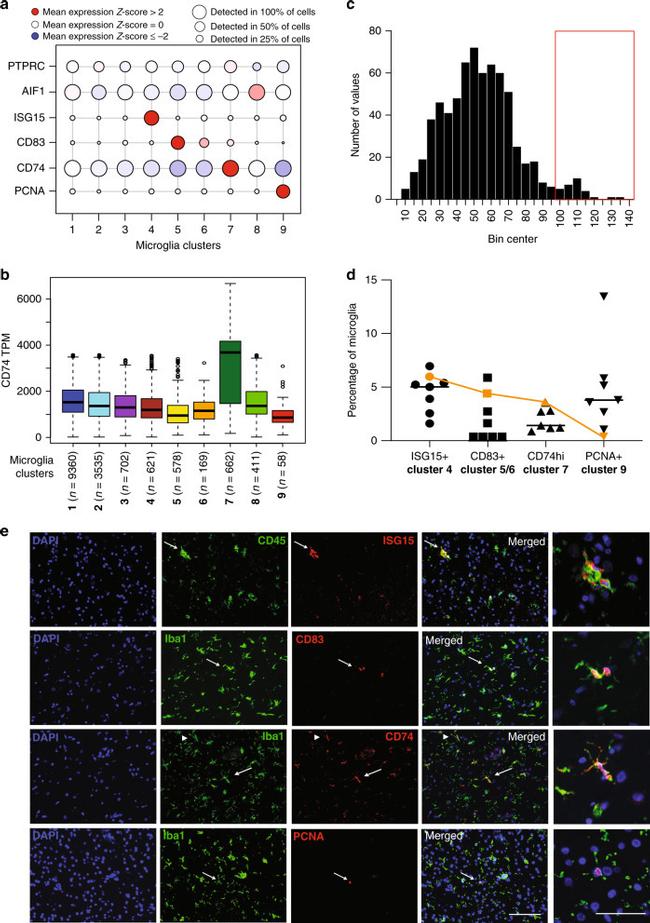 PCNA Antibody in Immunohistochemistry (IHC)